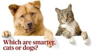 are-cats-smarter-than-dogs-2-1536×863