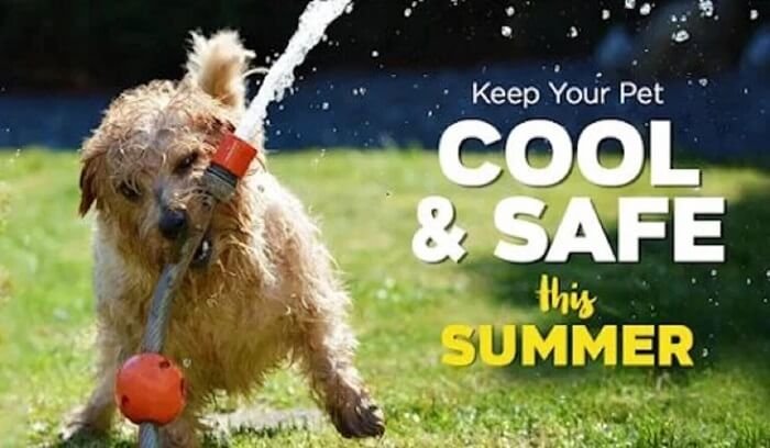 how-to-keep-dog-cool-in-summer