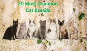 best-most-common-cat-breeds-in-united-state