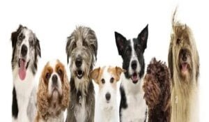 dog-breeds