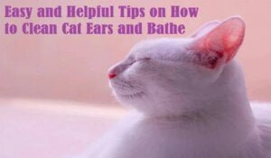 easy-and-helpful-tips-on-how-to-clean-cat-ears-and-bathe