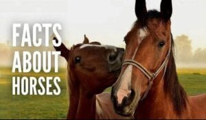 facts-about-horse