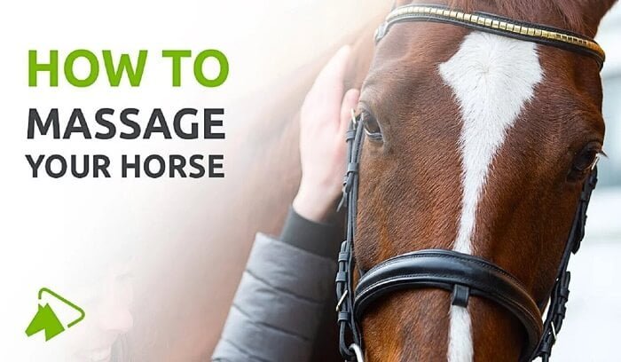 the-benefits-of-horse-massage-therapy