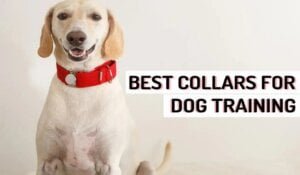 what-type-of-collar-is-best-for-dog-training-1536×1020