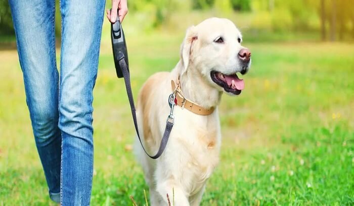 why-quality-collar-and-leash-necessary-for-pets