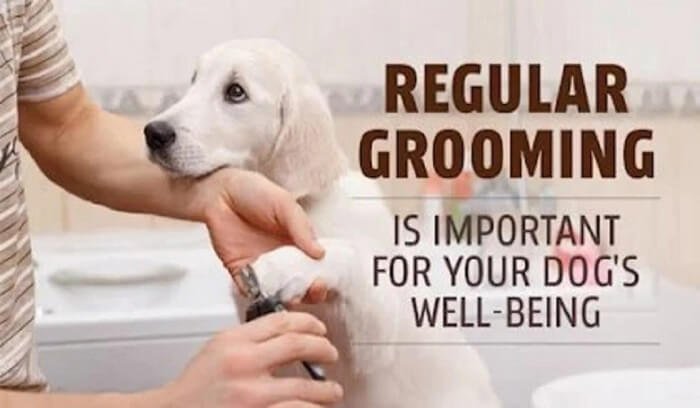 dogs-grooming