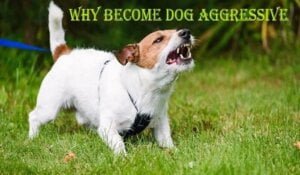 dog-aggressive