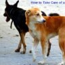 how-to-take-care-of-a-street-dog