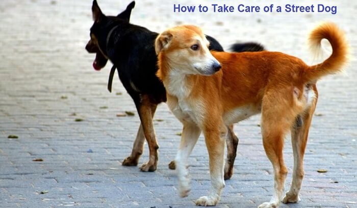 how-to-take-care-of-a-street-dog