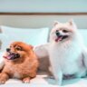 pet-friendly-travel-destination-in-dubai