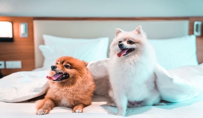 pet-friendly-travel-destination-in-dubai