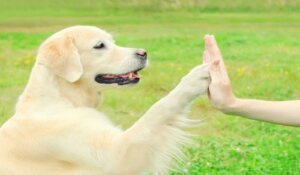 how-to-teach-your-new-tricks-for-dog