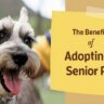 the-benefits-of-adopting-a-senior-pet