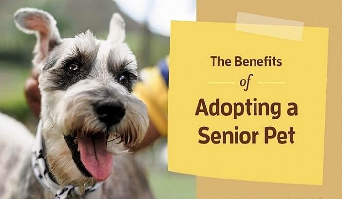 the-benefits-of-adopting-a-senior-pet