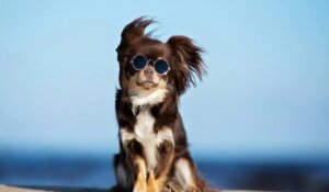 top-dog-breeds-for-hot-weather