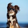 top-dog-breeds-for-hot-weather