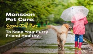 10-essential-pet-care-tips-for-the-monsoon