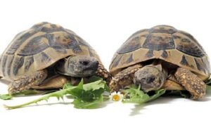 how-to-caring-for-a-tortoise