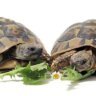 how-to-caring-for-a-tortoise