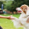 essential-tips-for-first-time-dog-owners