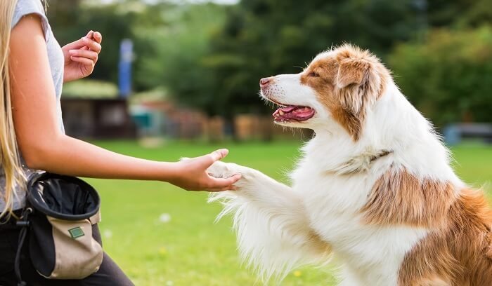 essential-tips-for-first-time-dog-owners