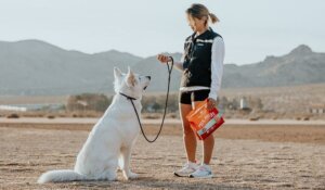 how-to-train-a-dog-to-stop-barking