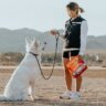 how-to-train-a-dog-to-stop-barking