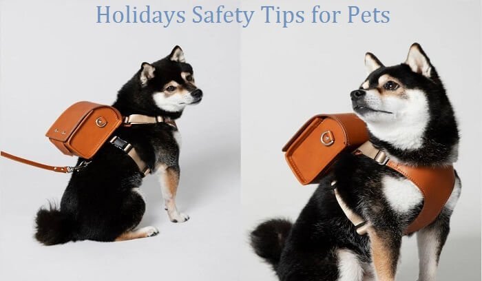 holidays-safety-tips-for-pets