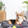 diy-pet-toys