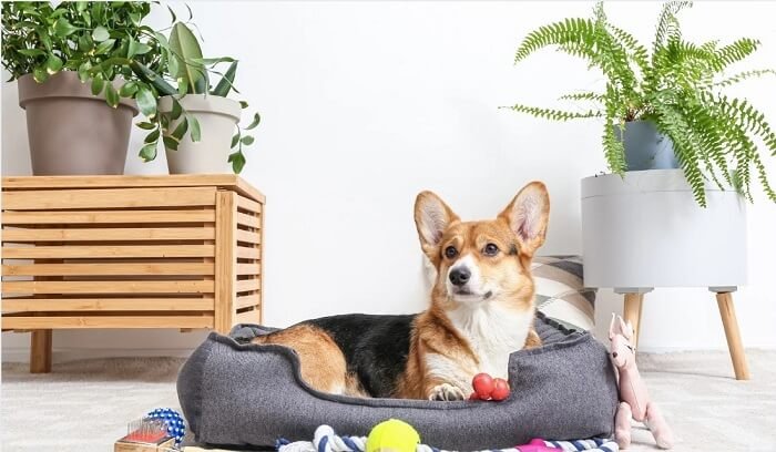 diy-pet-toys