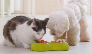 healthy-pet-routine