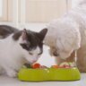 healthy-pet-routine