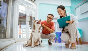 how-to-choose-a-veterinarian-for-your-pet