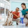 how-to-choose-a-veterinarian-for-your-pet